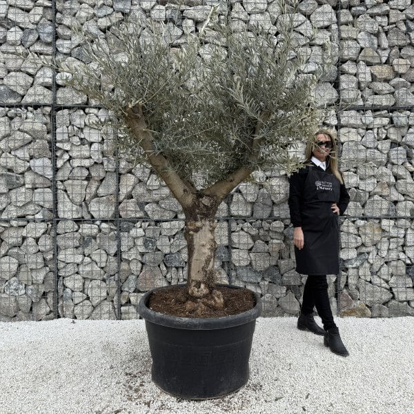 Gnarled Multistem Olive Tree XL J386 - 7DAB6791 15E5 4116 854A 75295D83D030 1 scaled