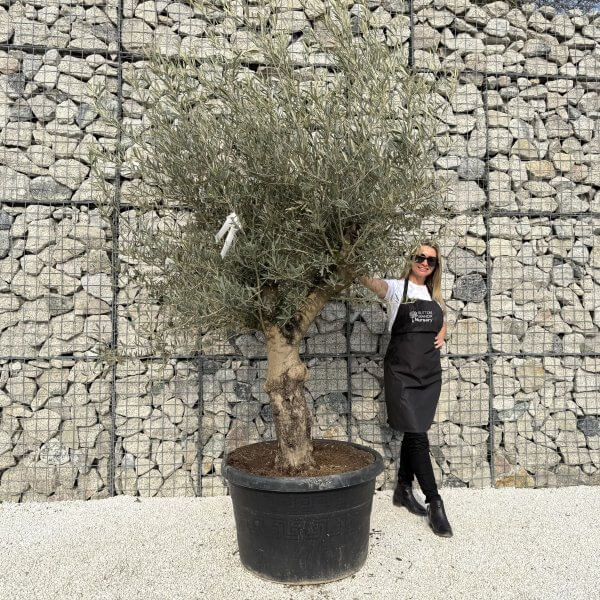 Gnarled Multistem Olive Tree XL J327 - 7E8F89FE BACE 4258 AB9E E066158B3542 scaled