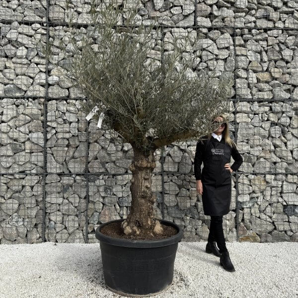 Gnarled Multistem Olive Tree XL J353 - 7F3BFA25 9F49 488D A2F6 9DE1AC57A8A9 3 scaled