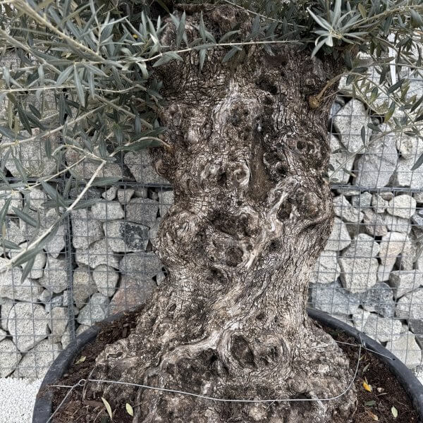 Gnarled Olive Tree XXL (Ancient) J476 - 7F48107F CB56 4FDE BBB8 26447F5F1C58 scaled