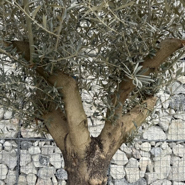 Gnarled Multistem Olive Tree XL J359 - 80A2E20B FD4C 4B3C B48C 67397D13BB82 1 105 c