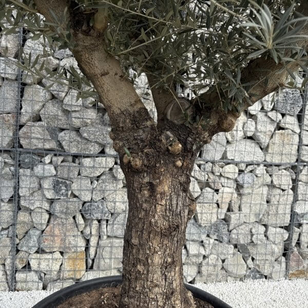 Gnarled Multistem Olive Tree XL J349 - Image 3
