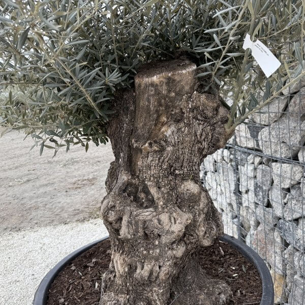 Gnarled Olive Tree XXL (Ancient) J470 - 8177D8EB 9B67 47DF B475 E9224DDF8BD5 scaled
