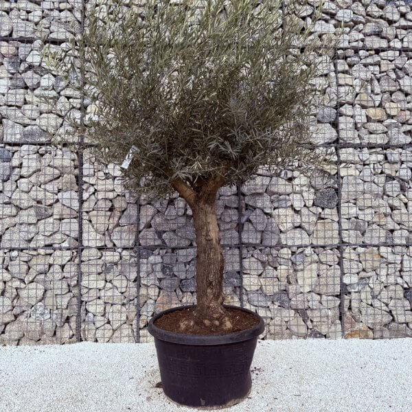 Gnarled Multistem Olive Tree XL J319 - 81D40B7A 087E 4253 9C72 E355D2F37F57 1 105 c