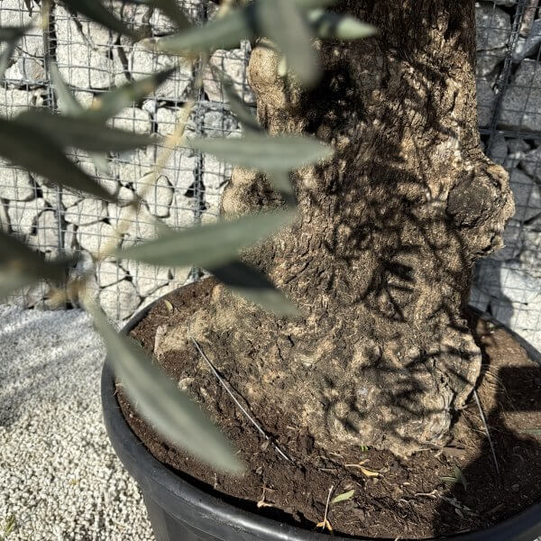 Gnarled Olive Tree XXL (Ancient) J421 - 8270809E E10A 4FD9 AA01 5A164E1FB39A scaled
