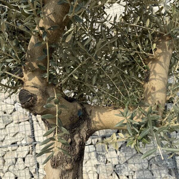 Gnarled Multistem Olive Tree XL J333 - 82F61472 328A 47FA B7AC B325EA8CF063 1 scaled