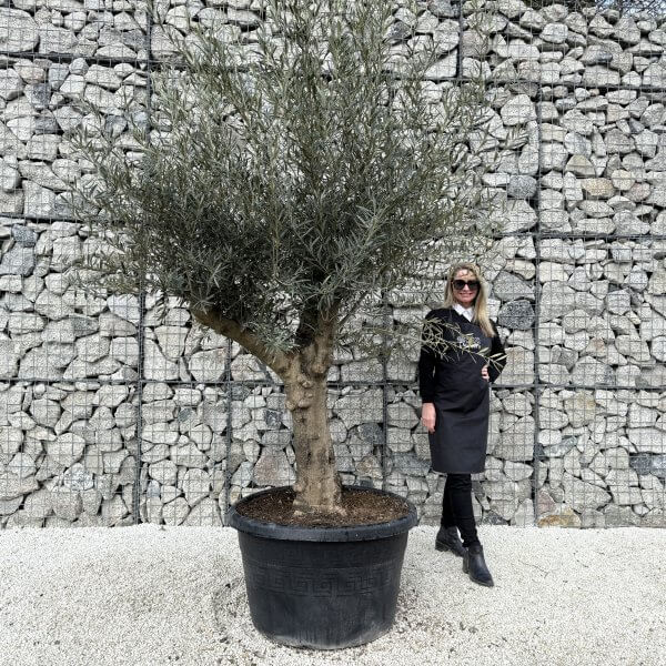 Gnarled Multistem Olive Tree XL J404 - 8387075E 1007 447C BABB F47482DB768D scaled