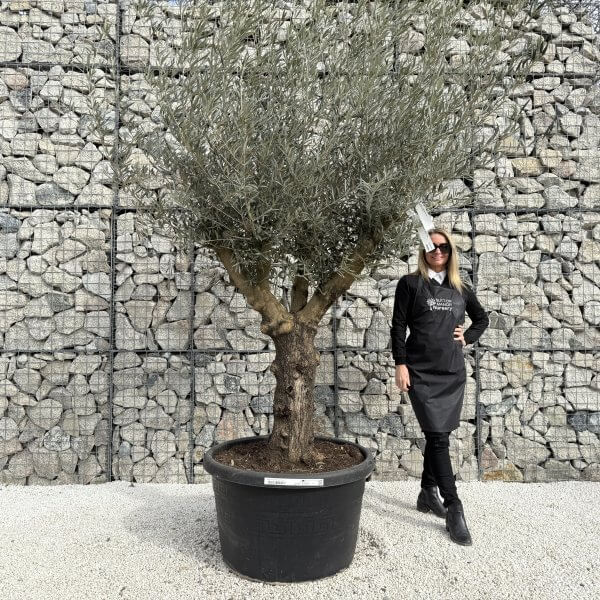 Gnarled Multistem Olive Tree XL J355 - 84B3CE55 2E9F 4B4D ACEC 18FB7821915E 2 scaled