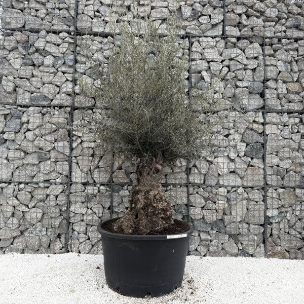 Gnarled Olive Tree XXL (Ancient) J473 - 84E99E61 7FBF 40AA 9AEF 40953C256E57 1 201 a scaled