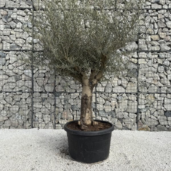 Gnarled Multistem Olive Tree XL J348 - 8523FE40 09C7 4354 B73A C853107F421A 1 105 c