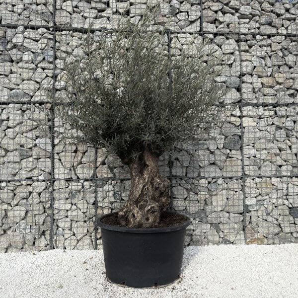 Gnarled Olive Tree XXL (Ancient) J479 - 855B0001 199D 43E0 958F A8C36F2762FE 1 201 a scaled