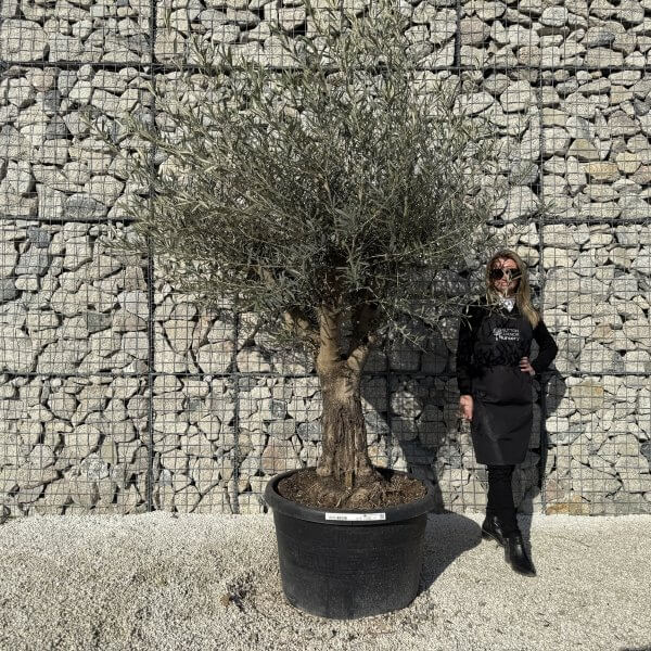 Gnarled Multistem Olive Tree XL J429 MT