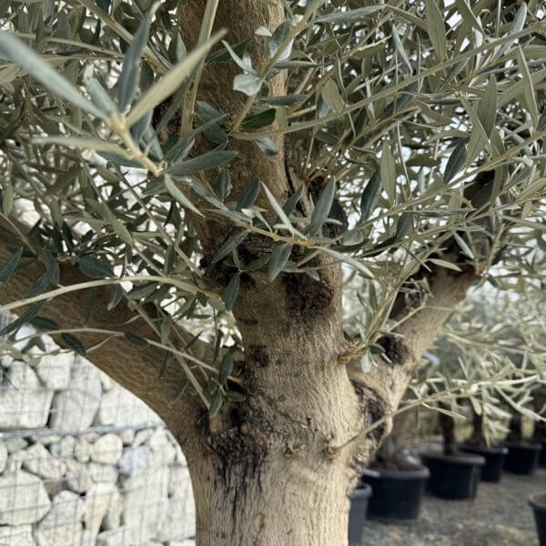 Gnarled Multistem Olive Tree XL J348 - 8939332B 4050 419C AA8F 3B65D0084172 1 105 c