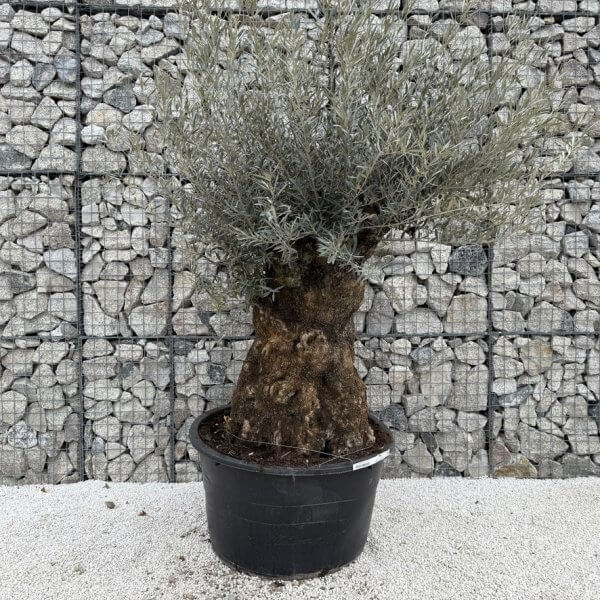 Gnarled Olive Tree XXL (Ancient) J450 - 8B550D55 03F2 4FE0 943B C60640ED6AA6 1 105 c