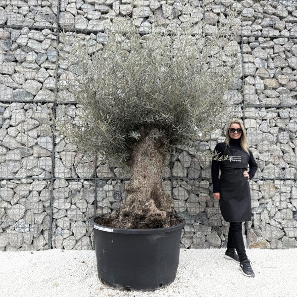 Gnarled Olive Tree XXL (Ancient) J447 - 8C44DF8A 7F30 4205 9A8F 0B71565D295E 1 201 a 1 scaled