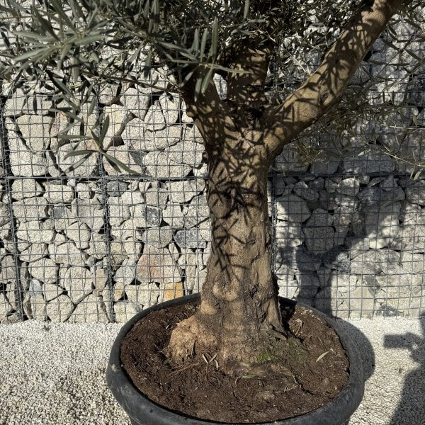 Gnarled Multistem Olive Tree XL J428 - 8C94308B 4A86 44A9 A197 8349C1044B18 1 scaled