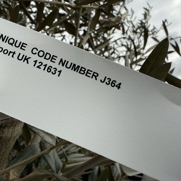 Gnarled Multistem Olive Tree XL J364 - 8D0ECC5A 28BC 4069 B2FE 1417D53CC9DE scaled