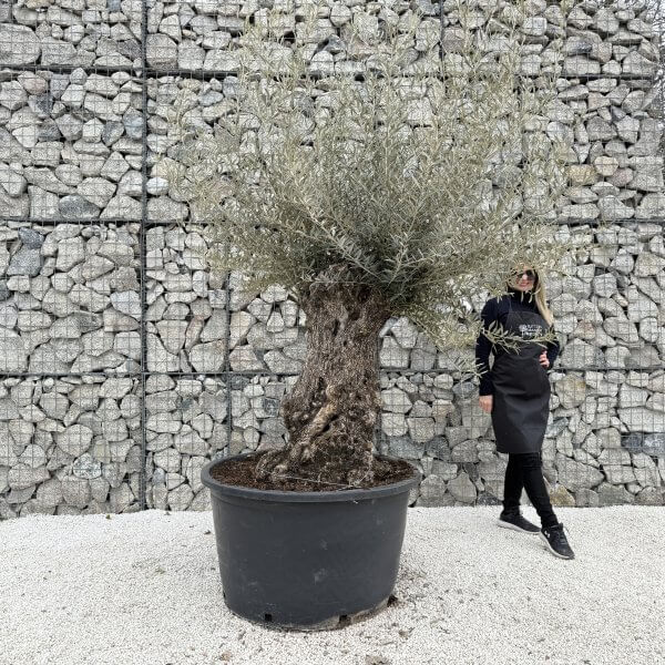 Gnarled Olive Tree XXL (Ancient) J441 - 8D65776E 691A 4C9C B9AF 8AD480656251 scaled