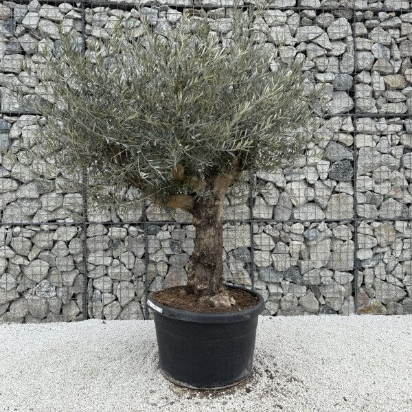 Gnarled Multistem Olive Tree XL J383 - Image 2