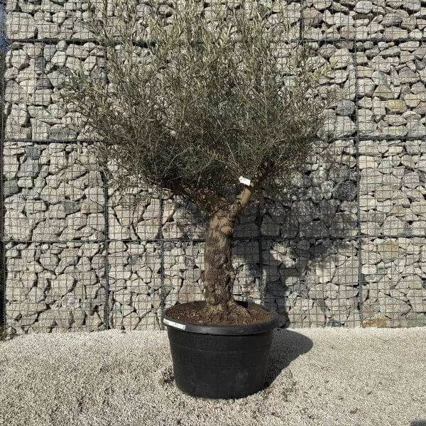 Gnarled Multistem Olive Tree XL J431 - 8DACA892 B4C8 47DE A083 5ACD4FB6173A scaled