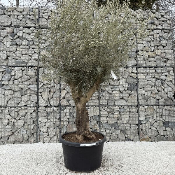 Gnarled Multistem Olive Tree XL J398 - 8DD14A84 0330 4C44 BAC8 387E18E5FC36 scaled