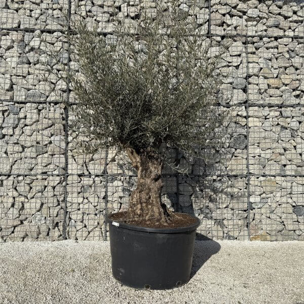 Gnarled Olive Tree XXL (Ancient) J426 - 8E830DFF 374A 4F28 8094 0C1C212D7969 1 scaled