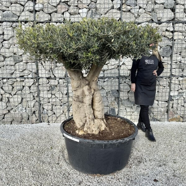Gnarled Plateau Olive Tree XL J420 - 8EF601E3 0F29 4A1B B925 DAE3474B978C 1 201 a scaled
