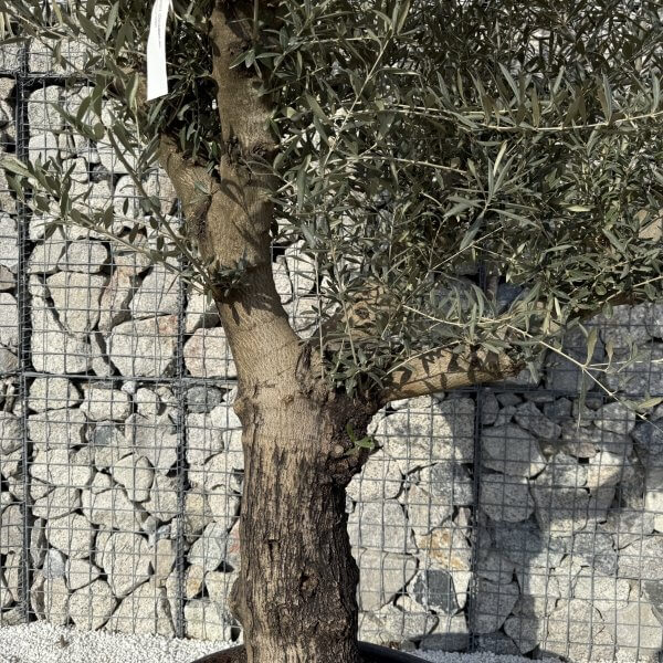 Gnarled Multistem Olive Tree XL J432 - 8EFB1B74 4185 4133 BBDC B80E867856BD scaled