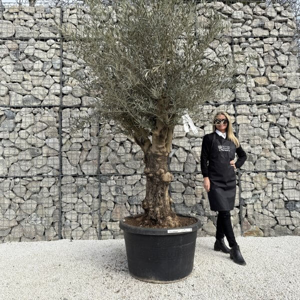 Gnarled Multistem Olive Tree XL J351
