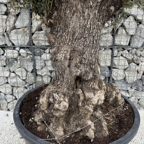 Gnarled Olive Tree XXL (Ancient) J460 - 8F8CA3CB F241 4D90 BF3B 69417CB1B0A6 scaled
