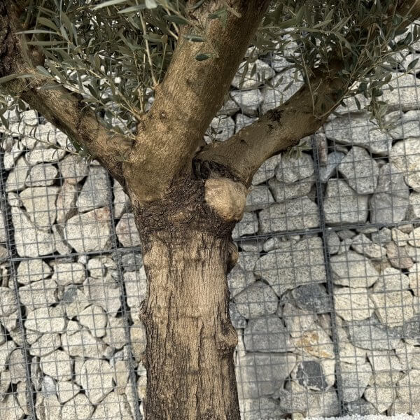 Gnarled Multistem Olive Tree XL J325 - 8F8F0D1F EFF0 4A83 AE1E 4313AF3F9A26 scaled