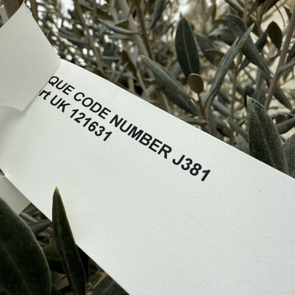 Gnarled Multistem Olive Tree XL J381 - 90B2D06B 0FC9 4611 A514 D8044F7F558C scaled