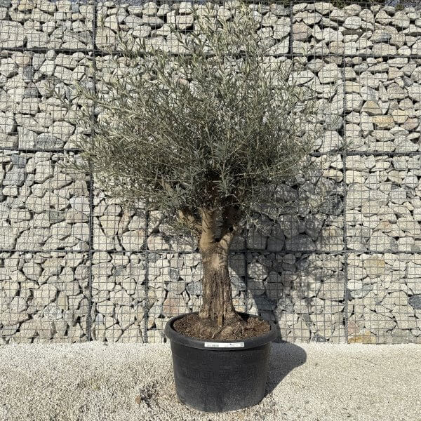 Gnarled Multistem Olive Tree XL J429 MT - Image 2