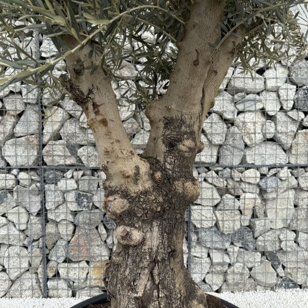 Gnarled Multistem Olive Tree XL J366 - 936BDA25 2B2F 4E4F 8948 5BD160C12EBA scaled