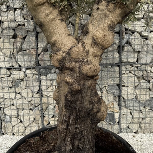Gnarled Multistem Olive Tree XL J315 - 93A1802A 398E 493E 8CBC EA32F24ED226 1 105 c