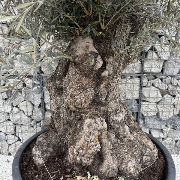 Gnarled Olive Tree XXL (Ancient) J469 - 9415B9E0 EE02 45B4 9508 659D091ED629 scaled