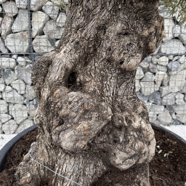 Gnarled Olive Tree XXL (Ancient) J439 - 951FB073 05E5 4335 807A E06828F243A2 1 105 c