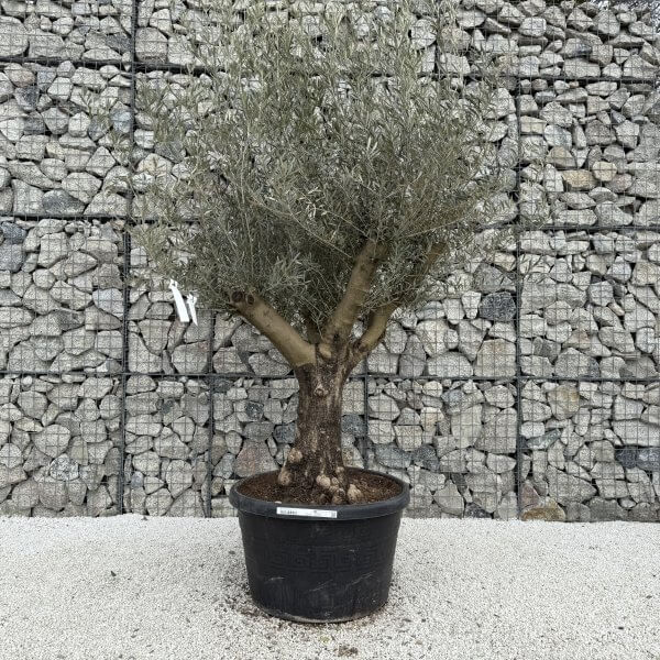 Gnarled Multistem Olive Tree XL J363 - Image 2
