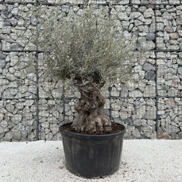 Gnarled Olive Tree XXL (Ancient) J435 - 96189492 7E16 43D3 88BE C2A7BB1702DE 1 105 c