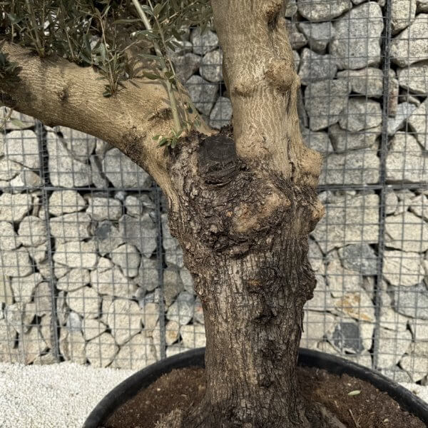 Gnarled Multistem Olive Tree XL J314 - 9698D28D 57CD 46AA 8DBC 1948FE771896 1 105 c