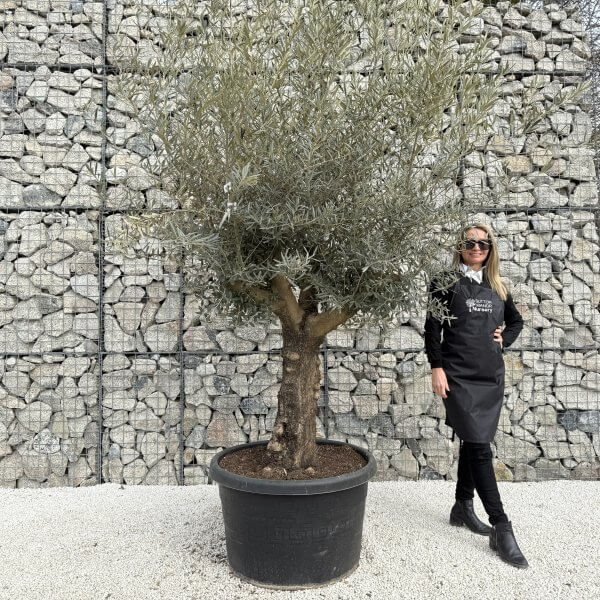 Gnarled Multistem Olive Tree XL J357