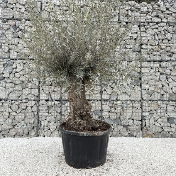 Gnarled Olive Tree XXL (Ancient) J443 - 97EAF074 22AA 4741 99A4 45751828FB96 scaled