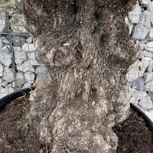 Gnarled Olive Tree XXL (Ancient) J455 - Image 3