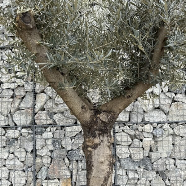 Gnarled Multistem Olive Tree XL J386 - 9AE40D77 FC50 42CE 9C03 2680905BE4A9 scaled