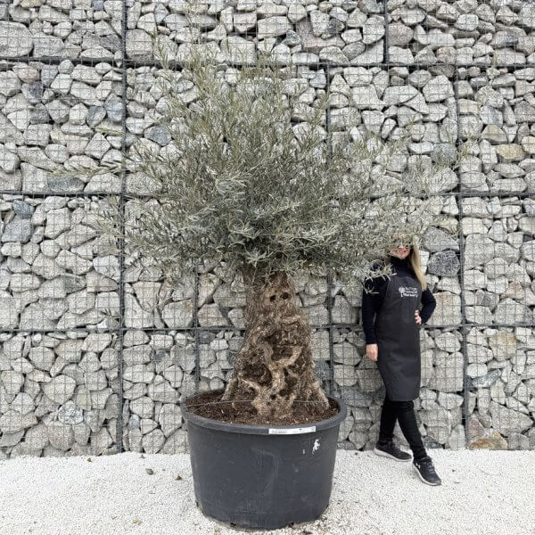Gnarled Olive Tree XXL (Ancient) J452 - 9C2FAF4E 4E81 4898 AB23 7C6A0EB2B980 1 105 c