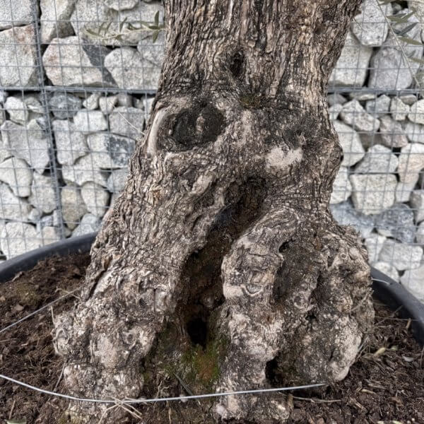 Gnarled Olive Tree XXL (Ancient) J449 - 9DAEBFF9 40F5 4CBB A6FF 025833291617 1 105 c