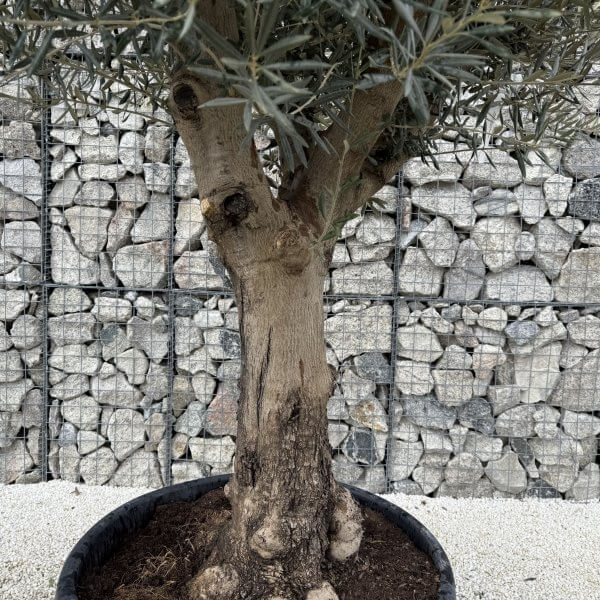 Gnarled Multistem Olive Tree XL J401 - Image 3