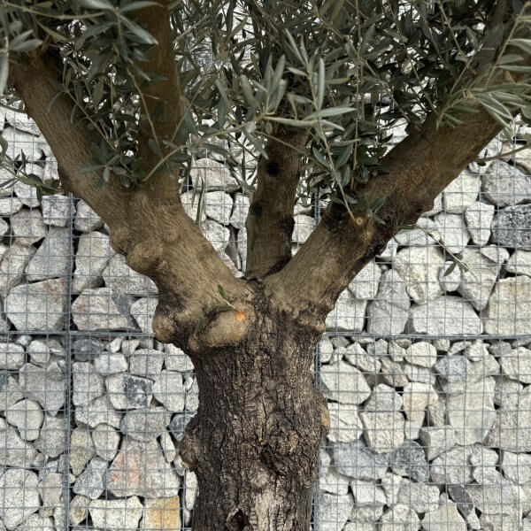 Gnarled Multistem Olive Tree XL J355 - 9EAB4199 A8F1 4357 B1AE 6EE7DC1EF5C7 scaled