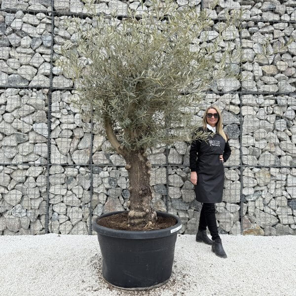 Gnarled Multistem Olive Tree XL J381 - A0FFF588 C577 4347 9DBD 678CCC8BC6AA 1 scaled