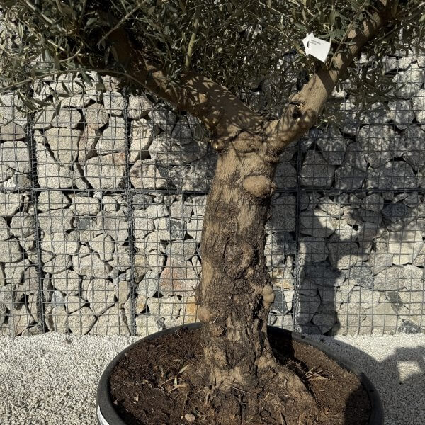 Gnarled Multistem Olive Tree XL J431 - A1514EFB 019B 46D9 97D2 B6C8FBE44097 scaled